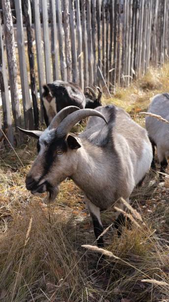 istock Goat wanders around farm, surrounded by trees and grass, free-ranging. Natural conditions reflect traditional, environmentally friendly farming methods. 2183615603