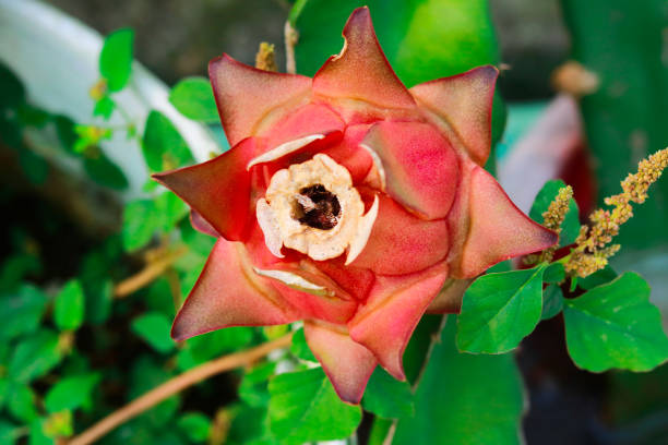 Closeup of red Dragon fruit (Hylocereus undulatus)