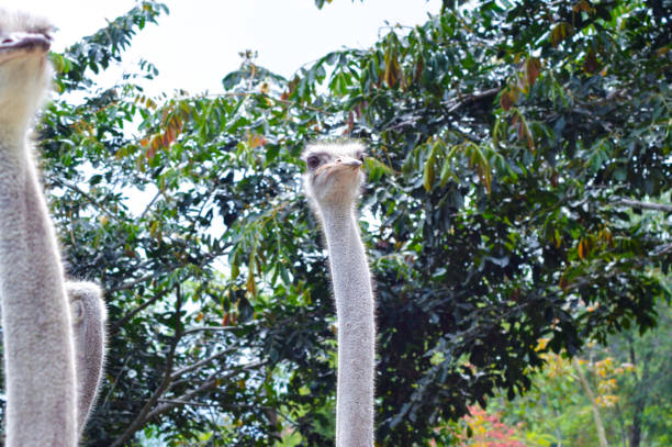 A low-angle view of an ostrich's head and neck, observing its surroundings against a backdrop of green leaves and trees, showcasing its natural curiosity.