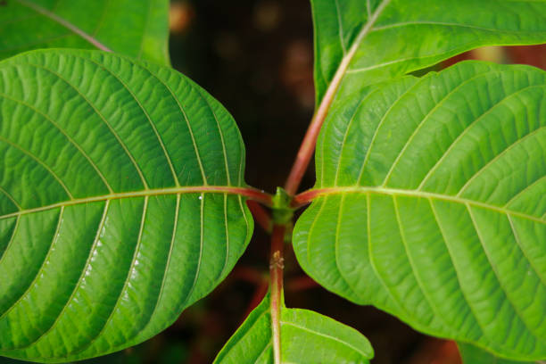 istock Close-up of green Burflower leaf texture background 2183616114