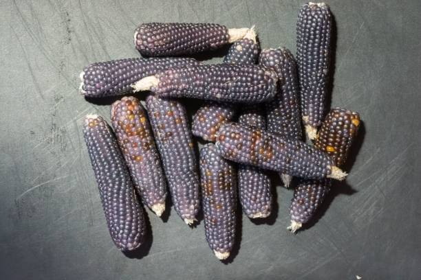 istock Top view of purple maize corns displayed on a gray background 2183617121