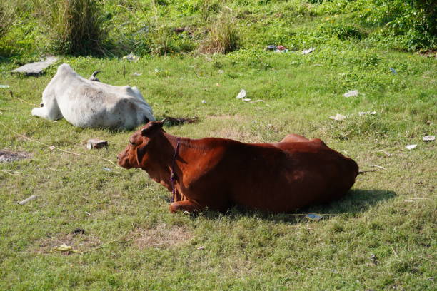 istock Two cows are sitting on the field 2183617431