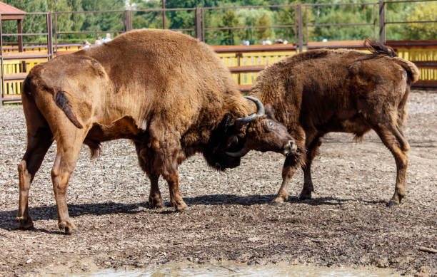istock Two bisons are fighting in the park 2183617938