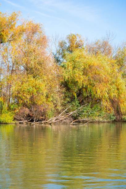 istock Autumn trees reflecting in a calm river. 2183621113
