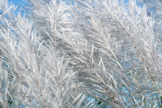 A close-up view of delicate silver grass swaying gently in a soft breeze under a clear blue sky, showcasing intricate textures and serene beauty of nature.
