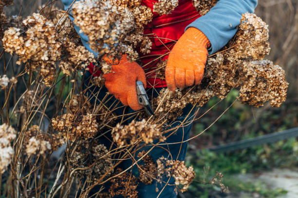 istock A gardener wearing gloves trims wilted hydrangea flowers before winter 2183625981
