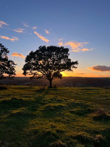 istock Tree silhouette at sunset in countryside. 2183628091