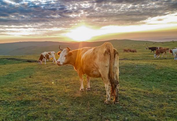 istock Cows grazing at sunset on a green meadow. 2183629023