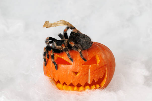 istock Tarantula on pumpkin. Spider isolated on white web. Halloween holiday concept 2183629097