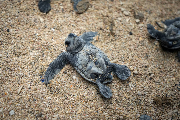 istock Smiling Baby Turtle Relaxing on its Back - Bali, Indonesia 2183630178
