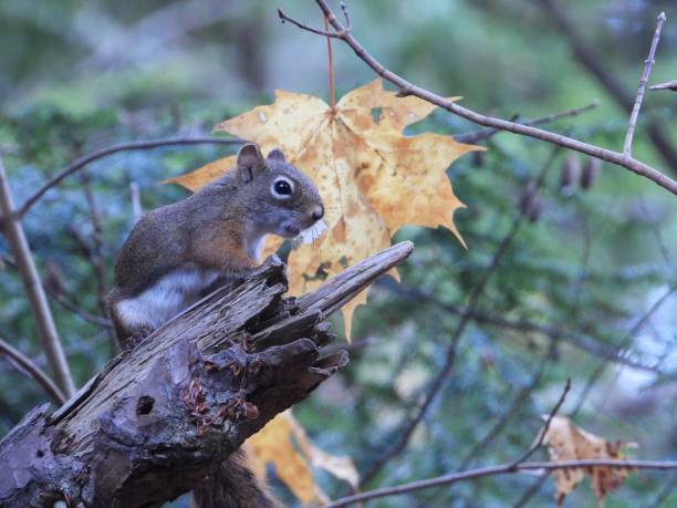 istock Squirrel on a Tree Branch in Autumn Forest 2183631594