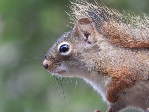 istock Close-up of a curious squirrel 2183631601