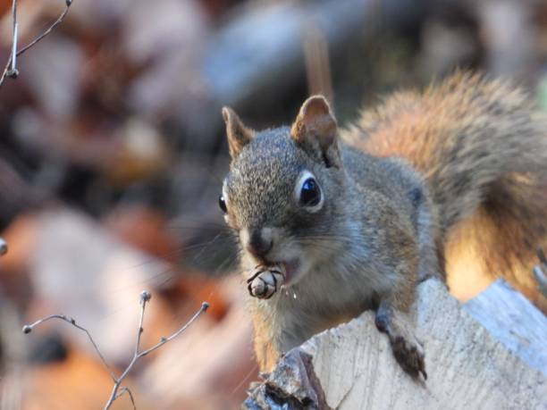 istock Close-up of a squirrel on a tree stump. 2183631742