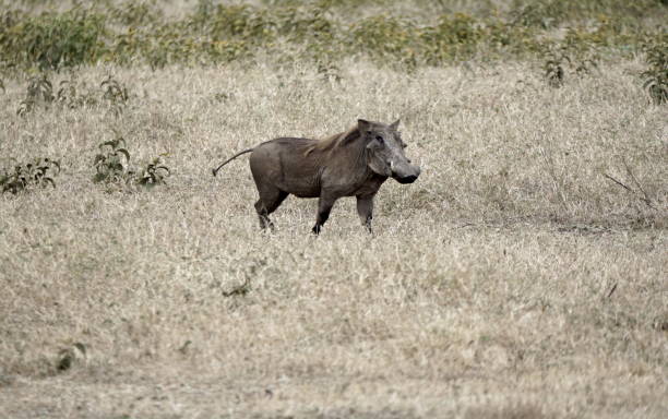 istock tanzania wildlife 2183632246