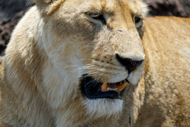 A lioness roars within her territory.