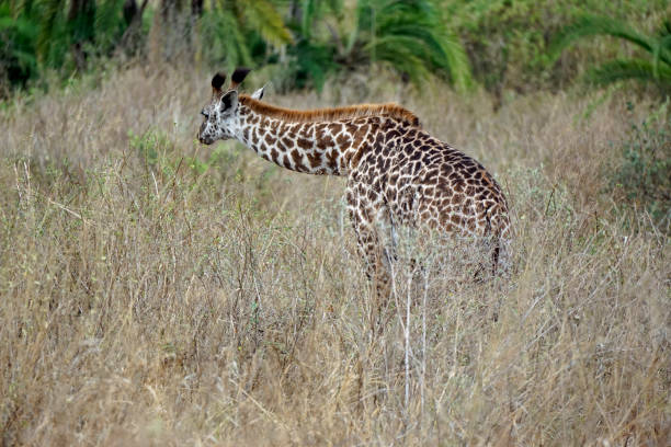 istock tanzania wildlife 2183634399