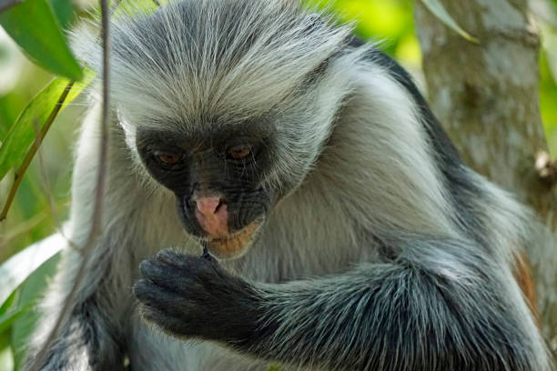 istock tanzania wildlife 2183634939