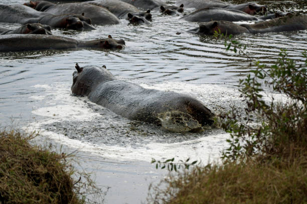 istock tanzania wildlife 2183635243