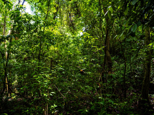 istock Rainforest in the Tayrona National Park (Parque Nacional Natural Tayrona) in Colombia. 2183635363