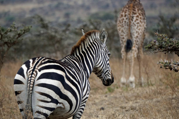 istock tanzania wildlife 2183635446