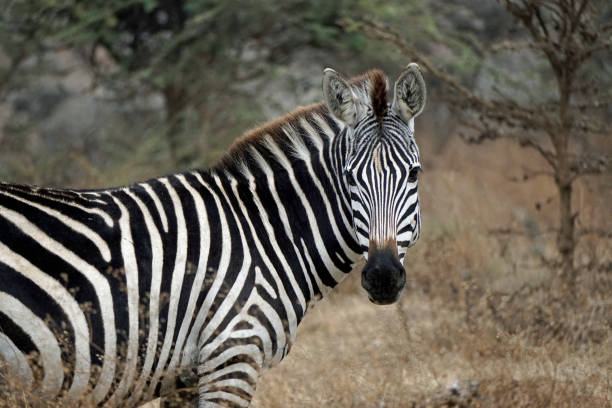 istock tanzania wildlife 2183635476