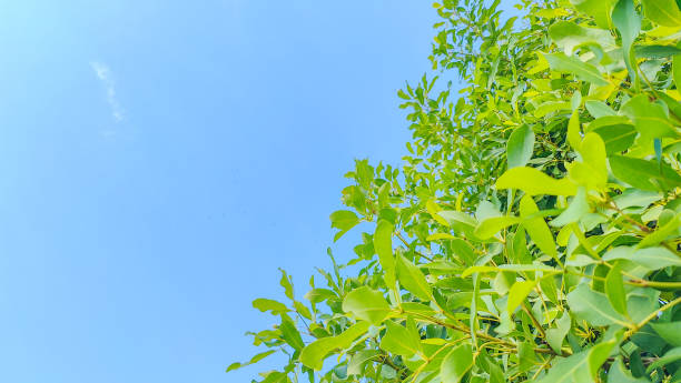 istock Green Leaves Against a Blue Sky Background 2183637918
