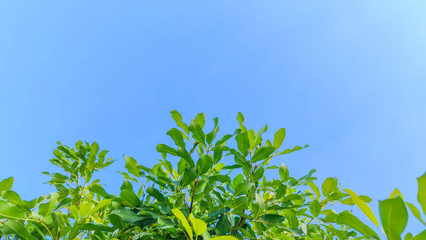 istock Green Leaves Against a Clear Blue Sky 2183637921