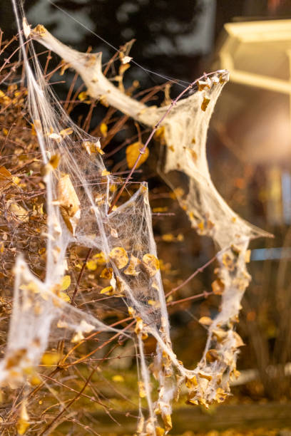 istock A spider web stretched across bushes, adorned with yellow leaves 2183638328