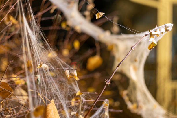 istock Yellow leaves caught in a spider web on the bushes 2183638341