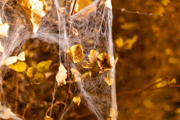 Decoration of the yard on Halloween, there is a spider web on the bushes with dry leaves entangled in it