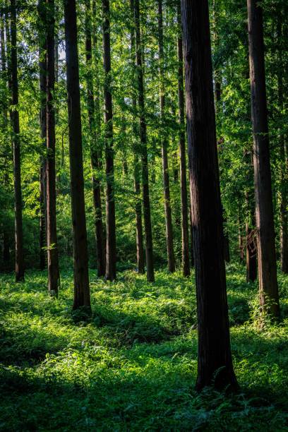 istock Sunlight filtering through lush green leaves in a dense forest 2183638636