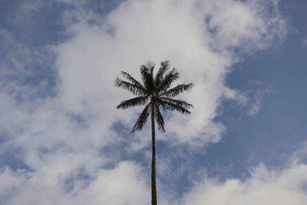 Wax palm tree, native to colombia, standing tall against a cloudy sky with lush green mountains in the background