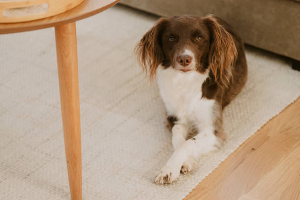 istock Cute springer spaniel mix at home indoors Sprocker 2183639612