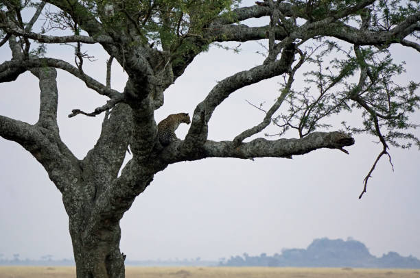 istock tanzania wildlife 2183639980