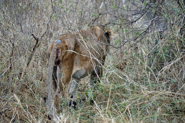istock tanzania wildlife 2183640090