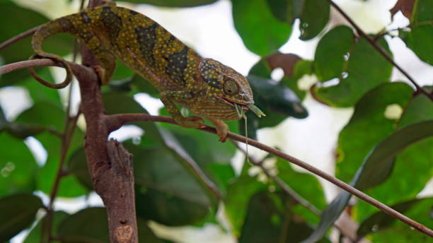 istock tanzania wildlife 2183640240