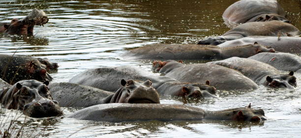 istock tanzania wildlife 2183640577