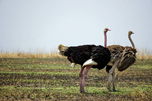 istock tanzania wildlife 2183640729