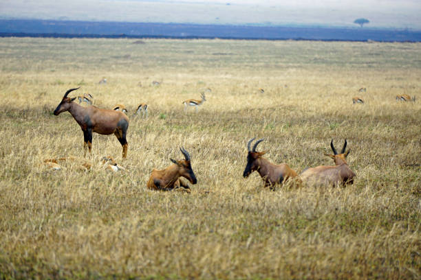 istock tanzania wildlife 2183641275