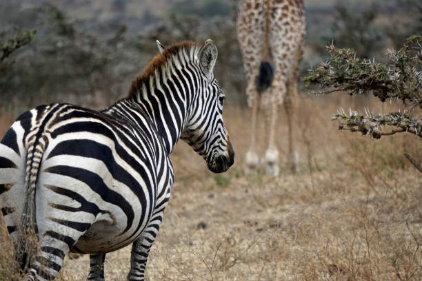 istock tanzania wildlife 2183641355