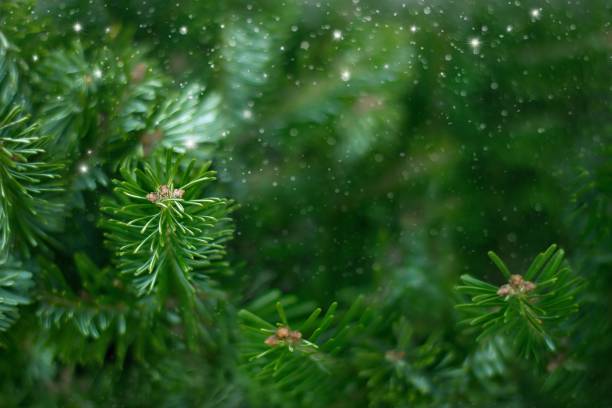Green Christmas tree branches  and snowfall as an background.