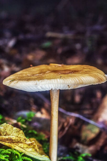 istock Macro  - Forest - Europe, Romania, Suceava region 2183643842