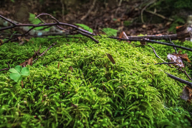 istock Macro  - Forest - Europe, Romania, Suceava region 2183643957
