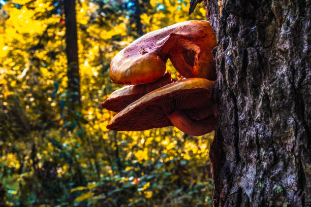 Macro  - Forest - Europe, Romania, Suceava region