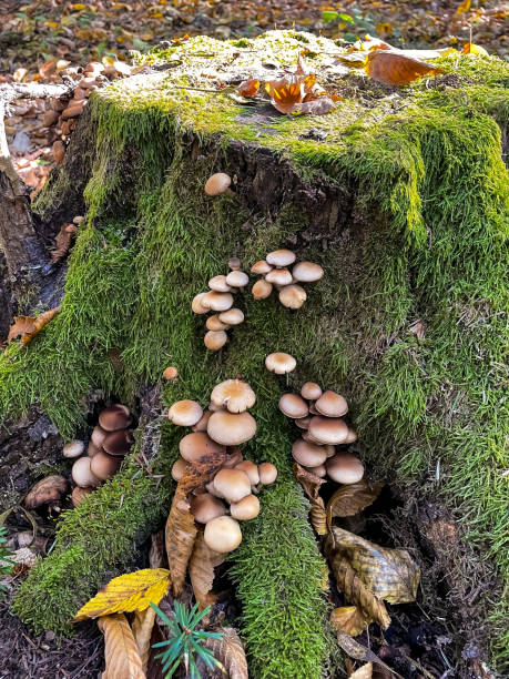 istock Macro  - Forest - Europe, Romania, Suceava region 2183644472