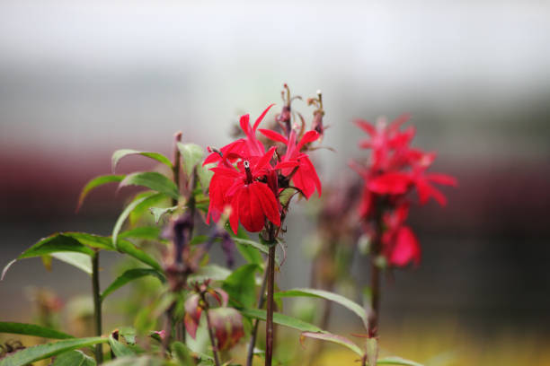 Lobelia cardinalis, the cardinal flower
