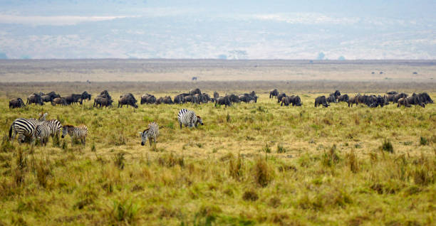 istock tanzania game drive 2183645120
