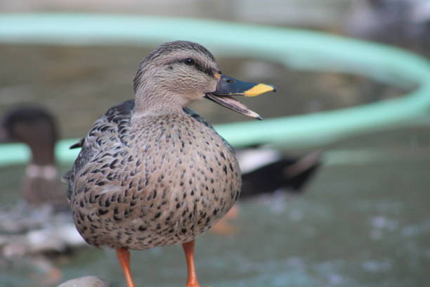 Bird Park