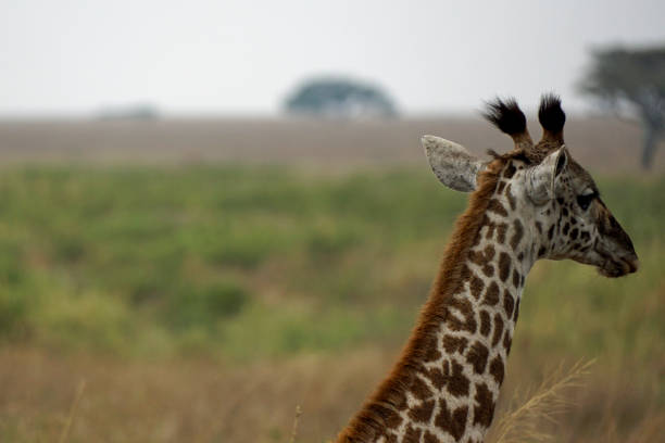 tanzania  wildlife