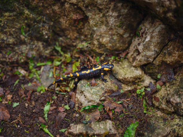 istock whole fire salamander, in Croatia 2183647680